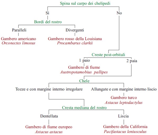 Schema riconoscimento gamberi